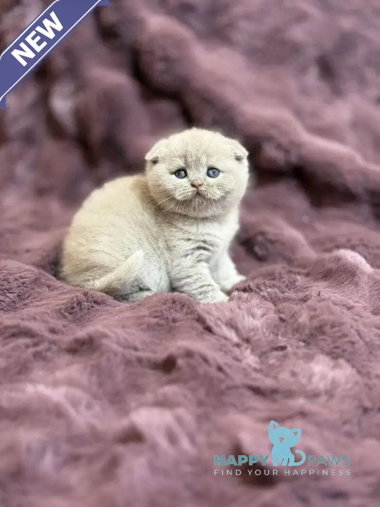 Holly Scottish Fold female fawn live animals