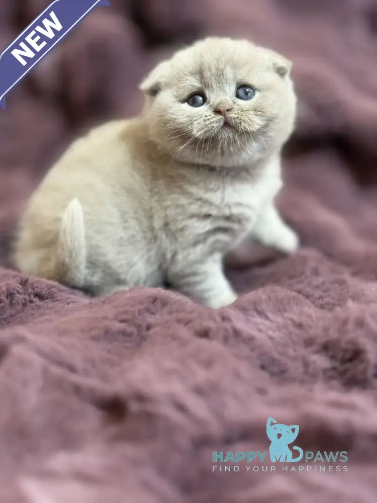 Holly Scottish Fold female fawn live animals
