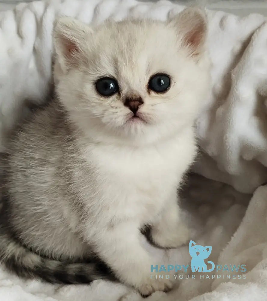 Holly Scottish Straight female black silver spotted tabby live animals