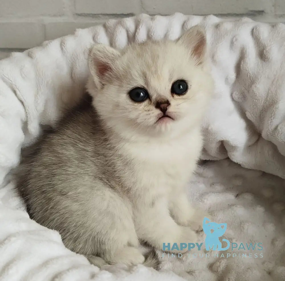 Holly Scottish Straight female black silver spotted tabby live animals
