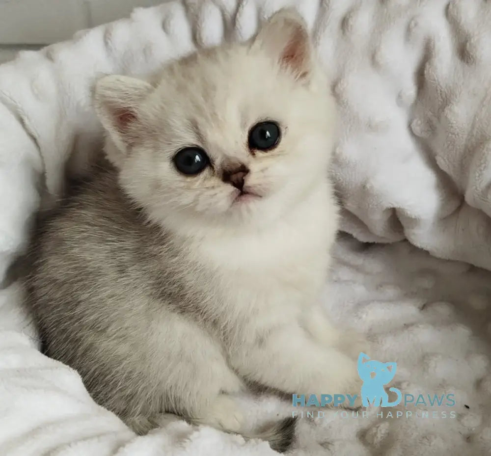 Holly Scottish Straight female black silver spotted tabby live animals