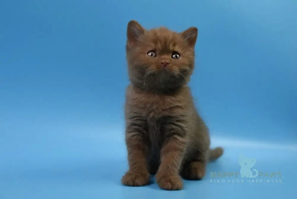 Holms British Shorthair male cinnamon live animals