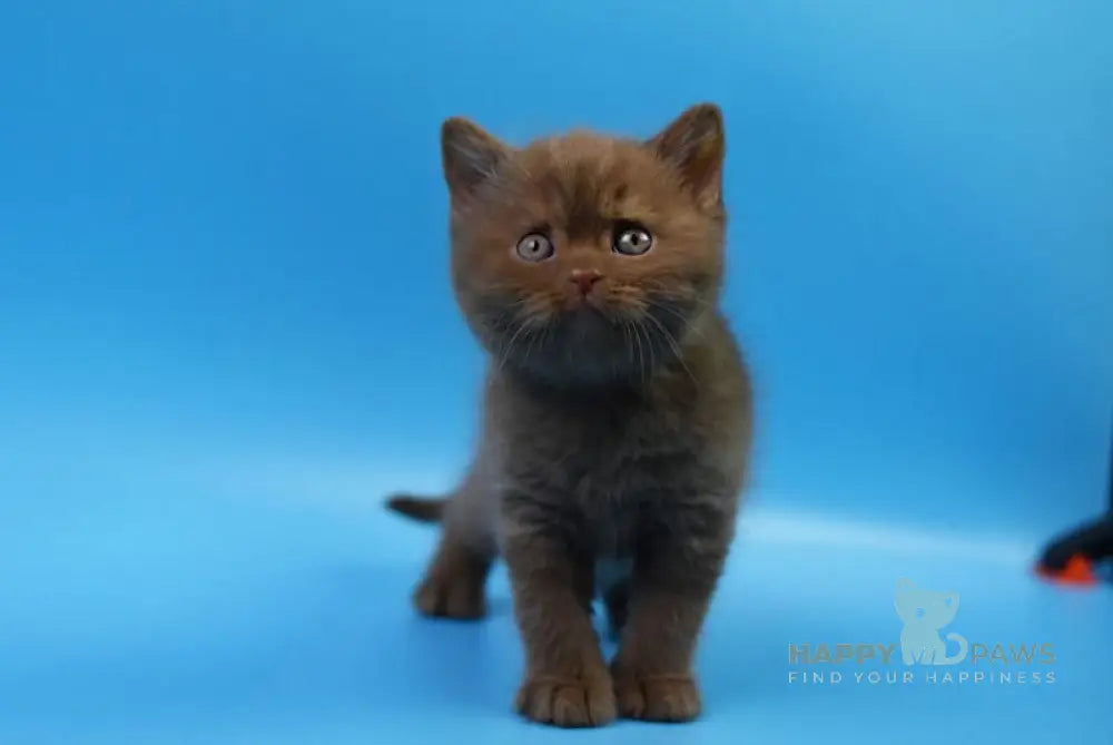 Holms British Shorthair male cinnamon live animals