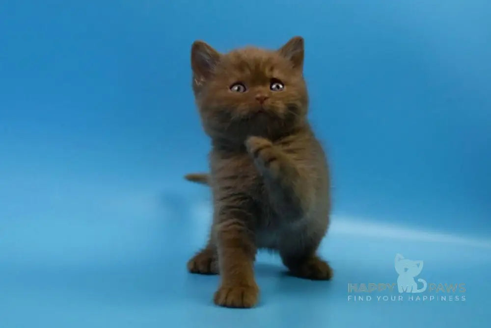 Holms British Shorthair male cinnamon live animals