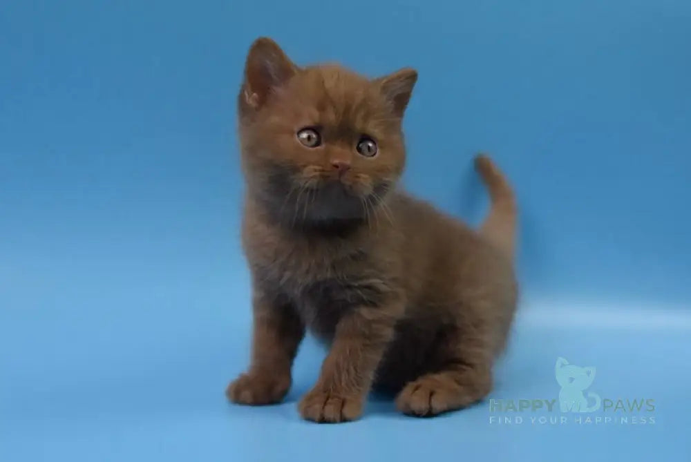 Holms British Shorthair male cinnamon live animals