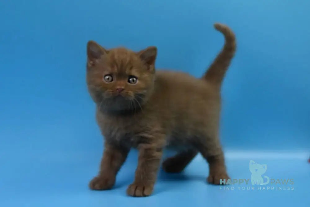 Holms British Shorthair male cinnamon live animals