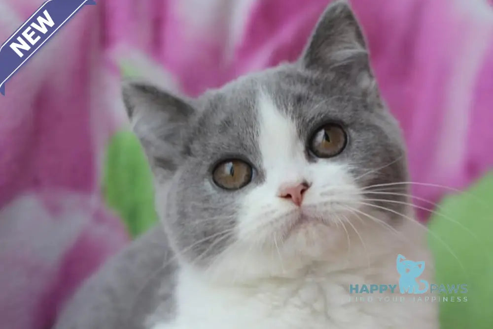Honda British Shorthair female blue bicolour live animals