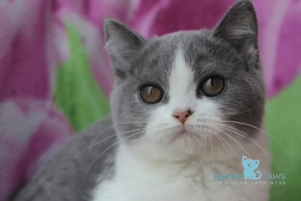 Honda British Shorthair female blue bicolour live animals