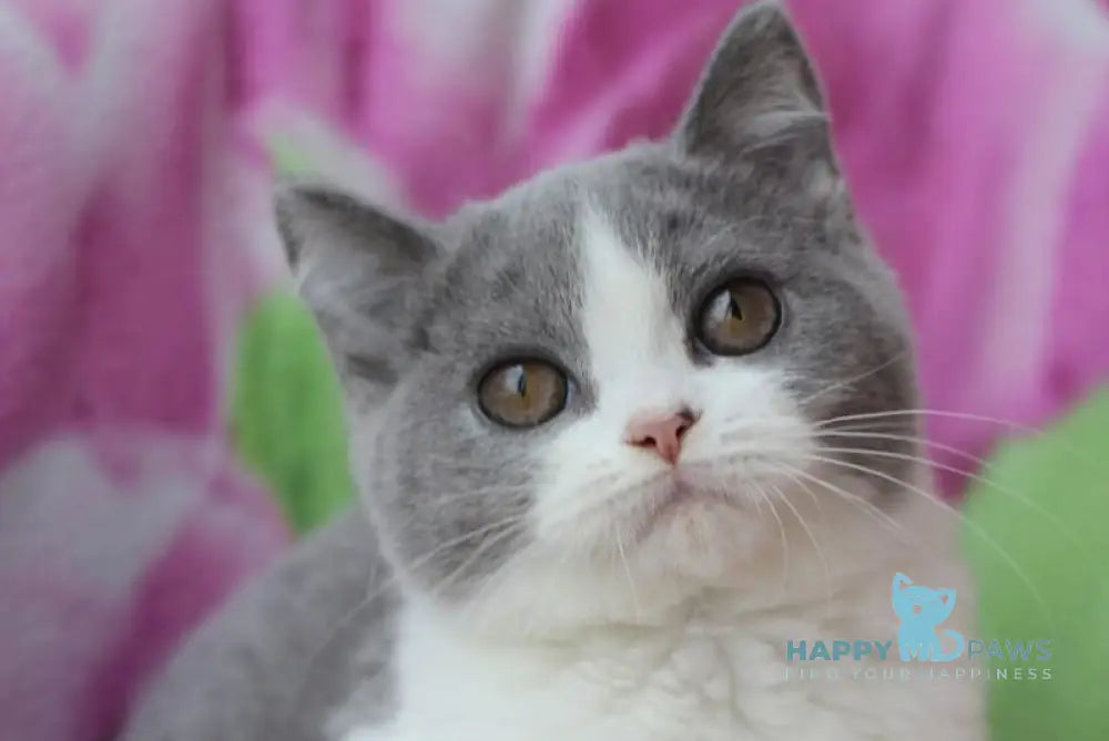 Honda British Shorthair female blue bicolour live animals