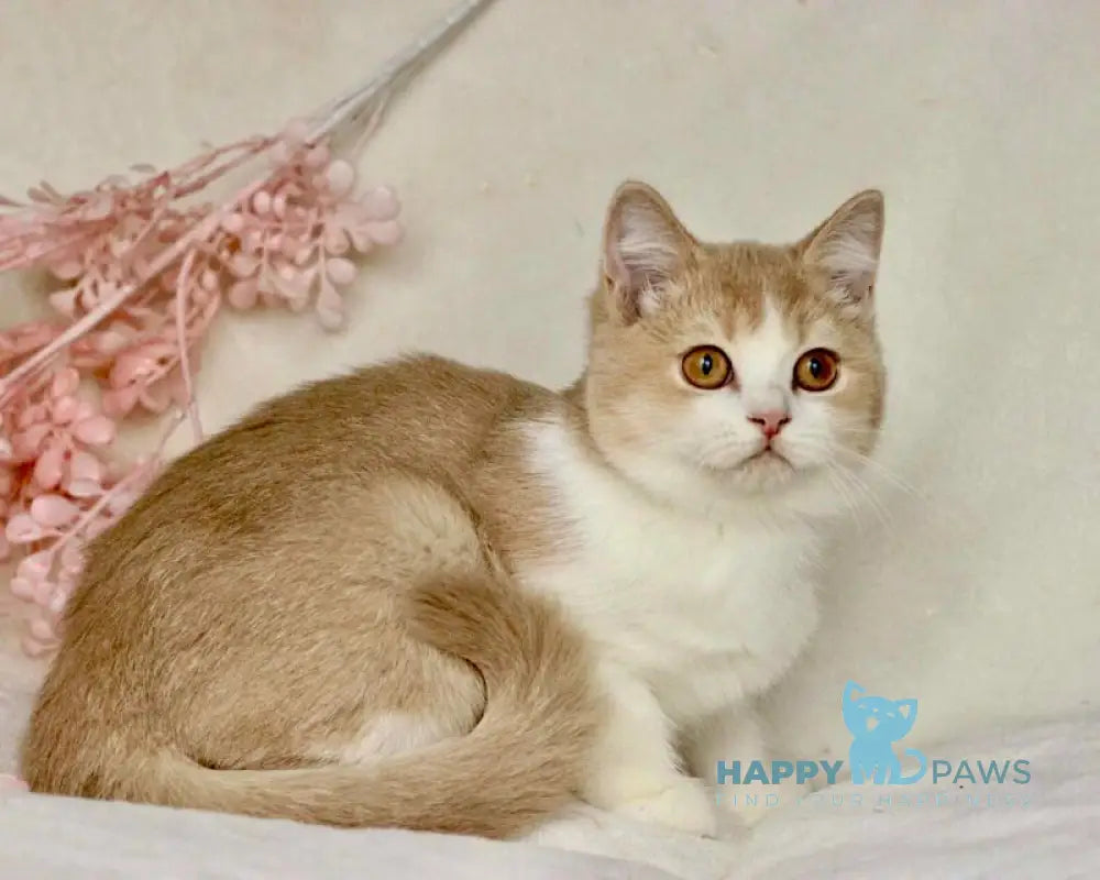 Honda British Shorthair female cinnamon golden shaded bicolour live animals