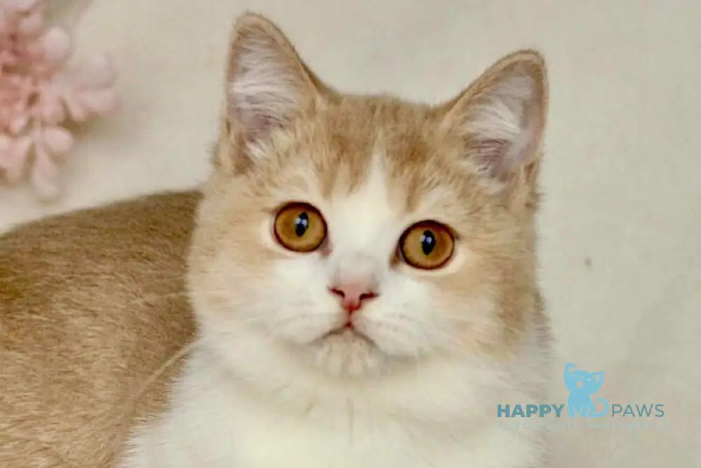 Honda British Shorthair female cinnamon golden shaded bicolour live animals