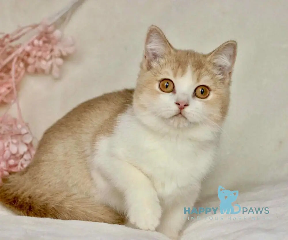 Honda British Shorthair female cinnamon golden shaded bicolour live animals