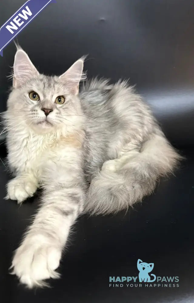 Honda Maine Coon female blue tortie silver tabby with white live animals