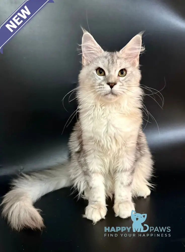 Honda Maine Coon female blue tortie silver tabby with white live animals