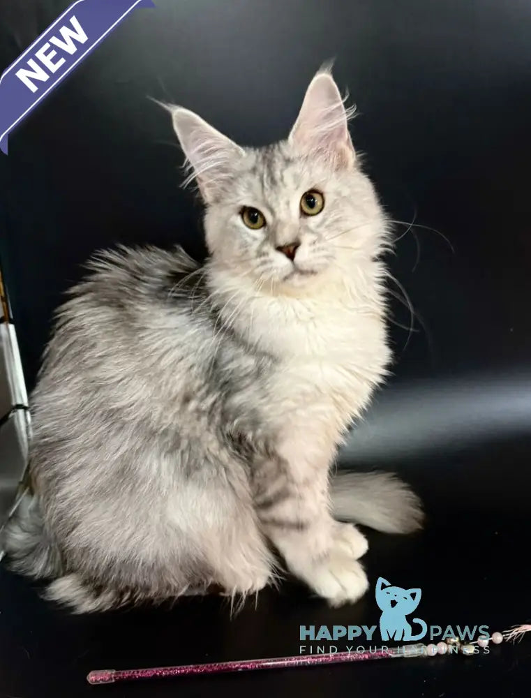 Honda Maine Coon female blue tortie silver tabby with white live animals