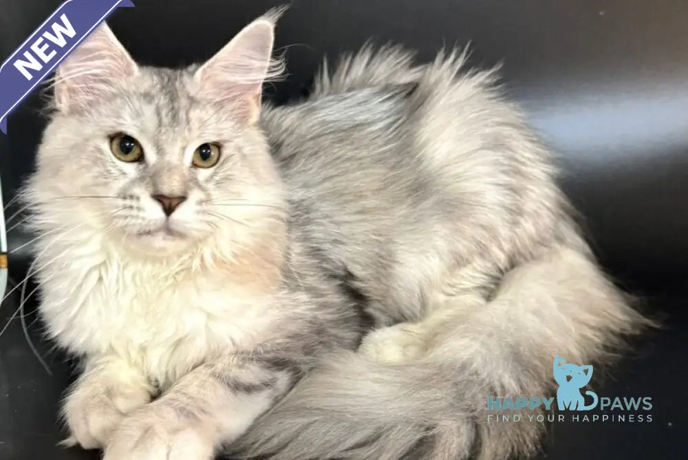 Honda Maine Coon female blue tortie silver tabby with white live animals