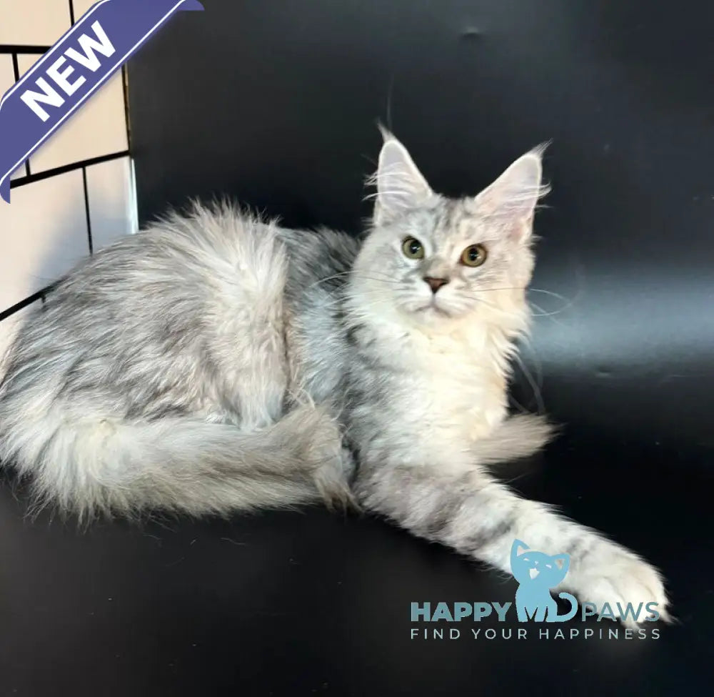 Honda Maine Coon female blue tortie silver tabby with white live animals