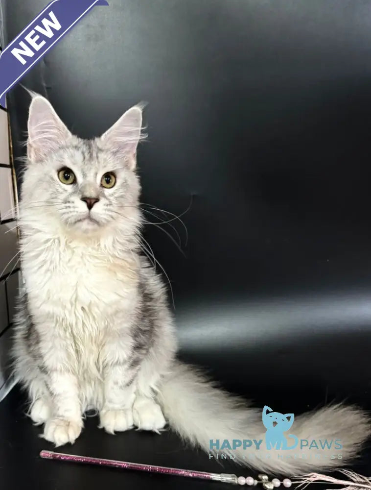 Honda Maine Coon female blue tortie silver tabby with white live animals