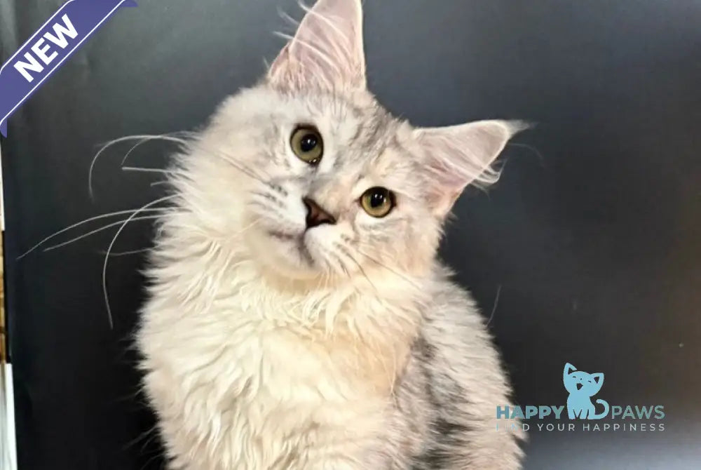 Honda Maine Coon female blue tortie silver tabby with white live animals