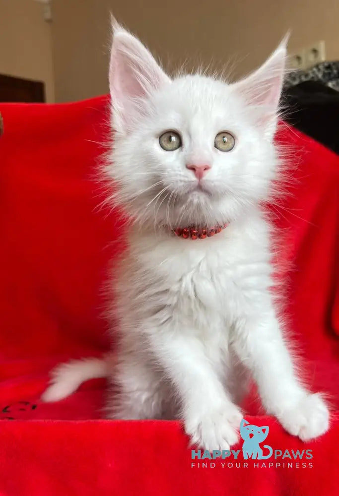 Honda Maine Coon female white live animals