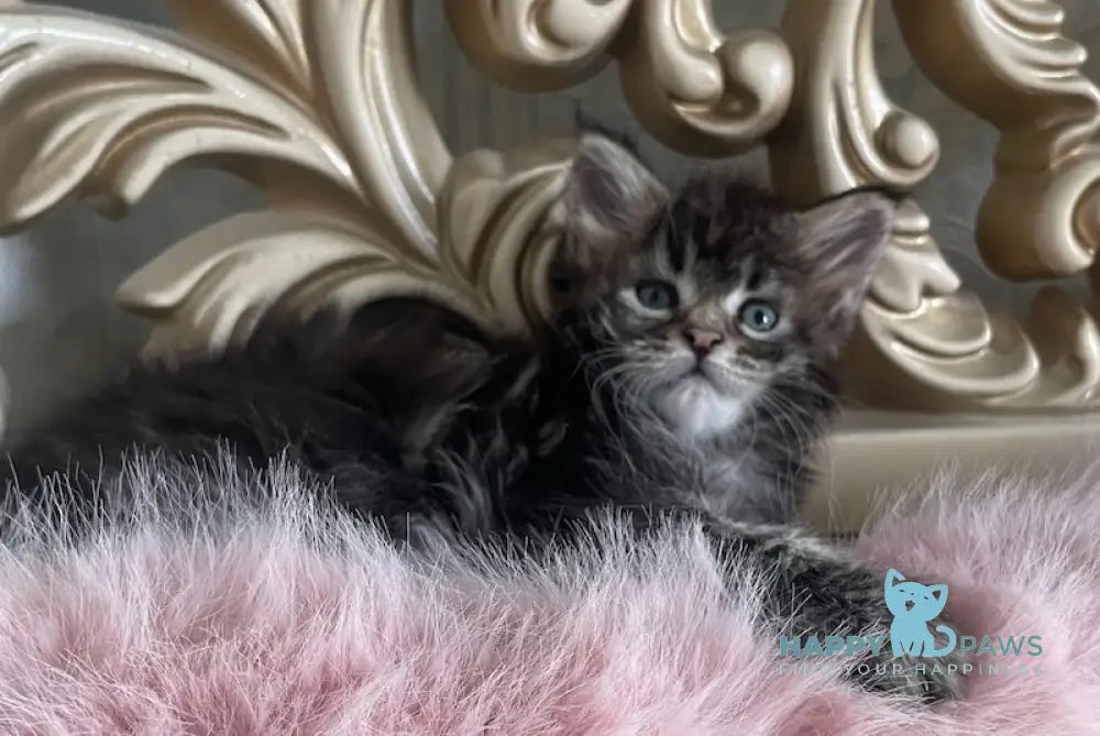 Honda Maine Coon polydactyl female black tabby live animals
