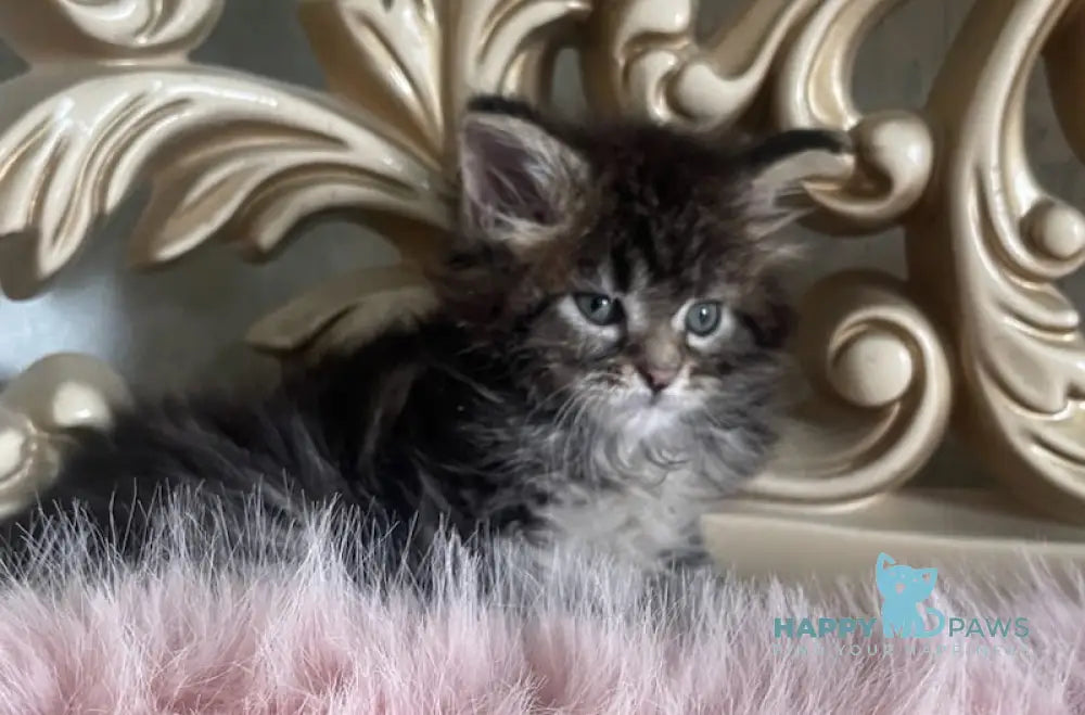 Honda Maine Coon polydactyl female black tabby live animals