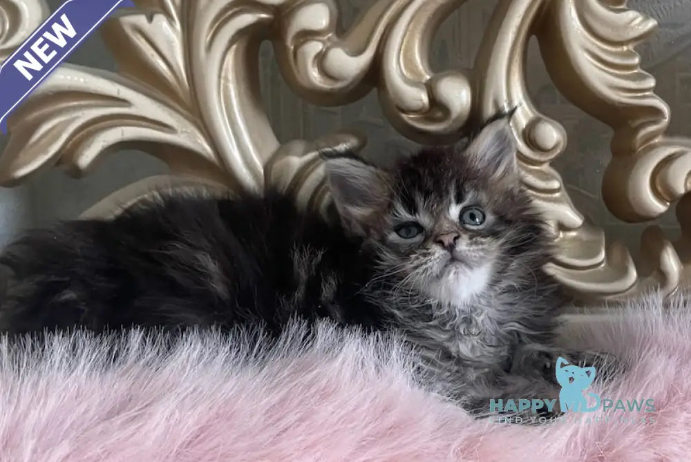 Honda Maine Coon polydactyl female black tabby live animals