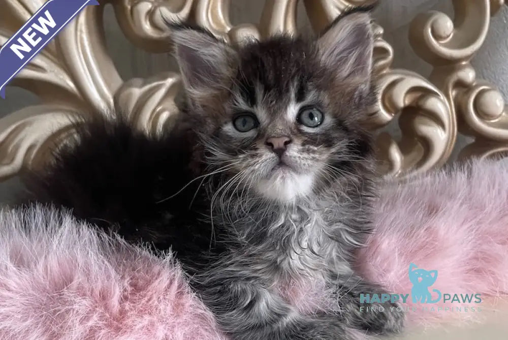 Honda Maine Coon polydactyl female black tabby live animals