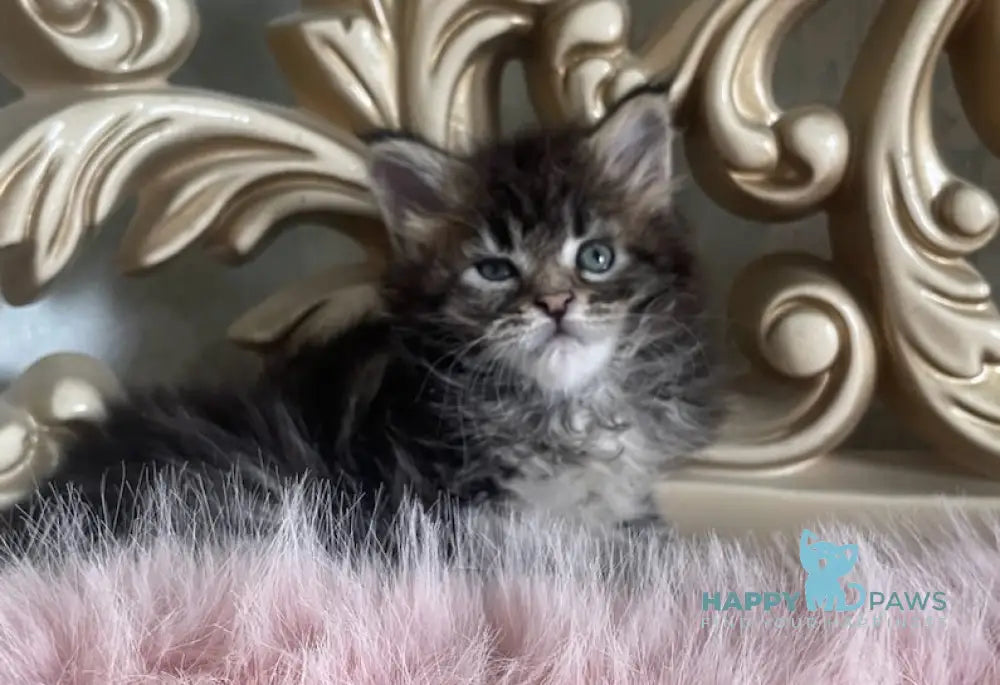 Honda Maine Coon polydactyl female black tabby live animals