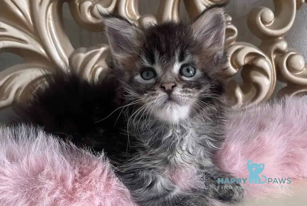 Honda Maine Coon polydactyl female black tabby live animals