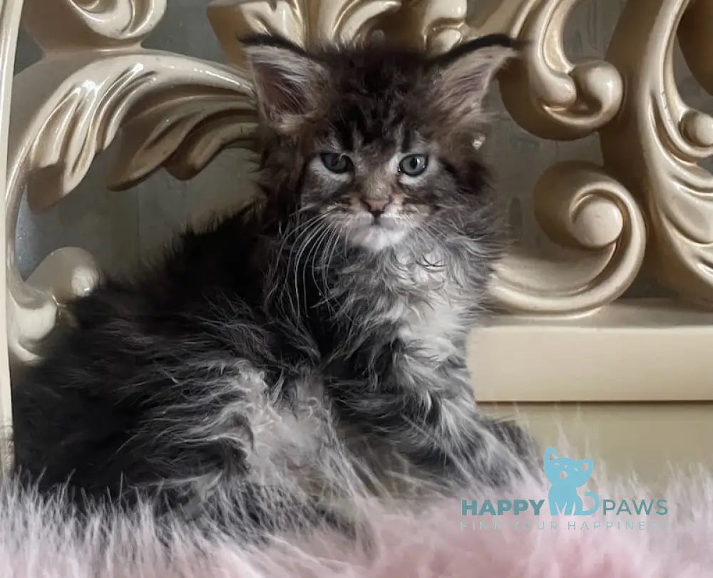 Honda Maine Coon polydactyl female black tabby live animals