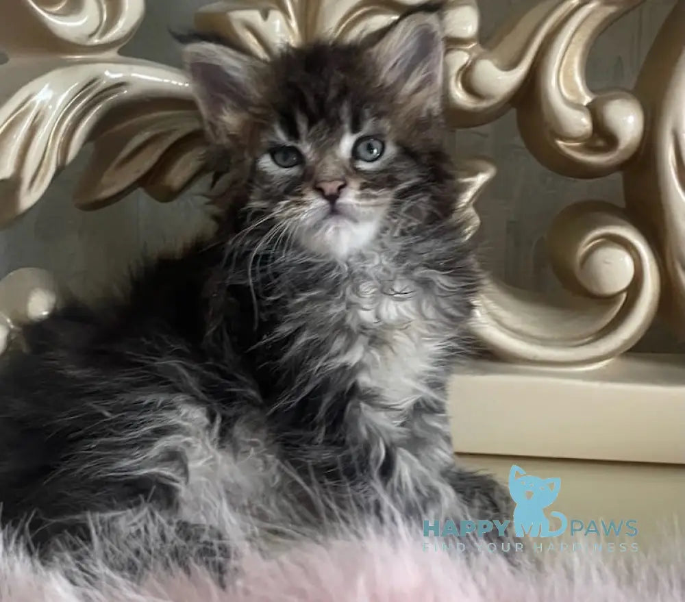 Honda Maine Coon polydactyl female black tabby live animals