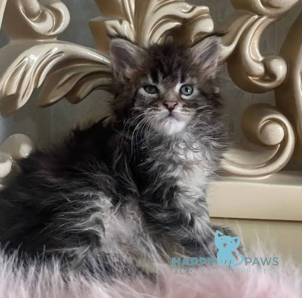 Honda Maine Coon polydactyl female black tabby live animals