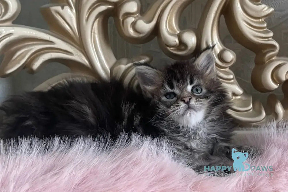 Honda Maine Coon polydactyl female black tabby live animals