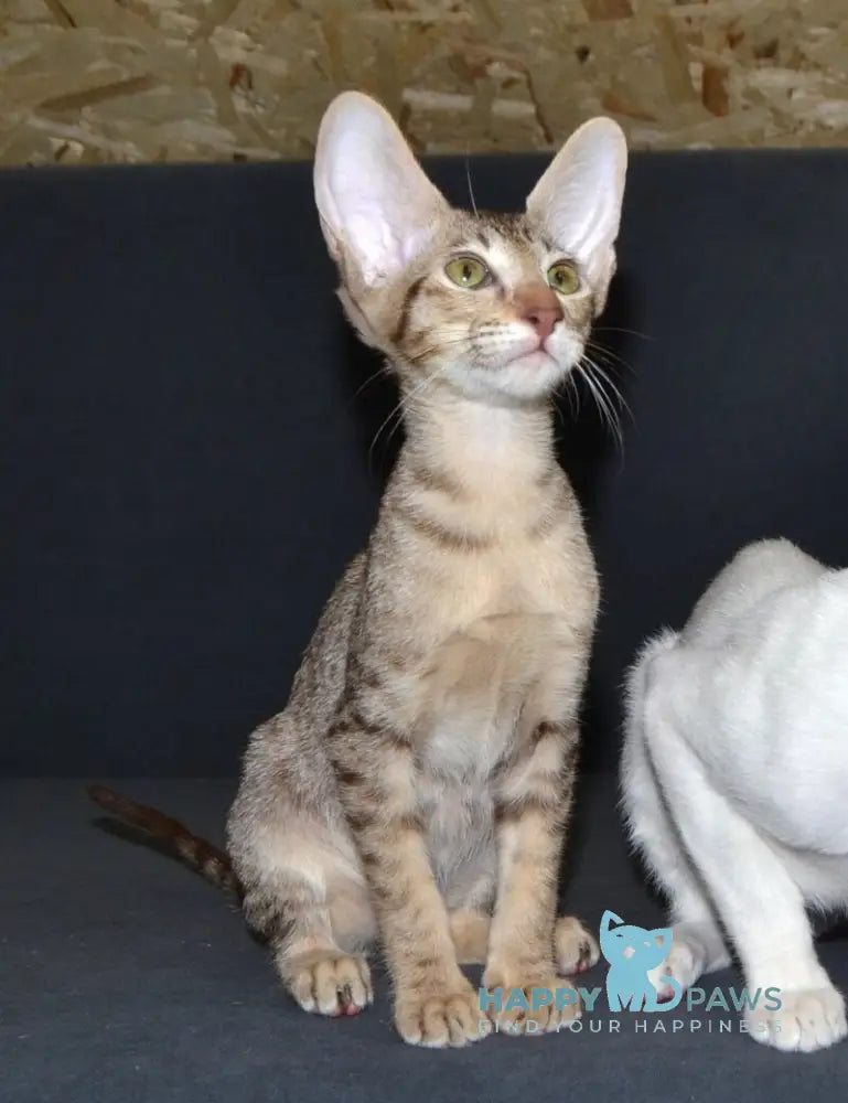 Honda Oriental Shorthair female chocolate spotted tabby live animals