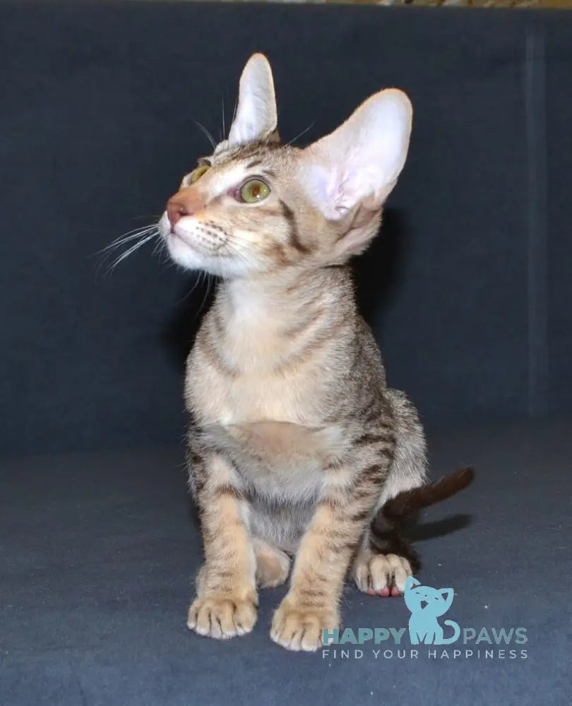 Honda Oriental Shorthair female chocolate spotted tabby live animals