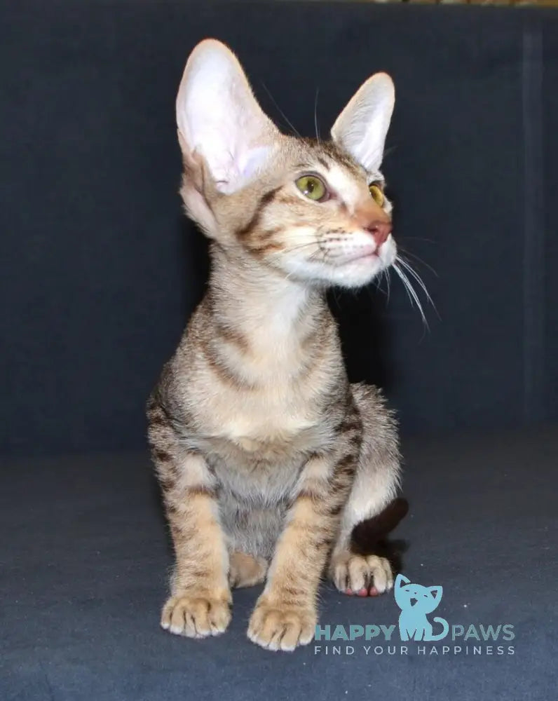 Honda Oriental Shorthair female chocolate spotted tabby live animals