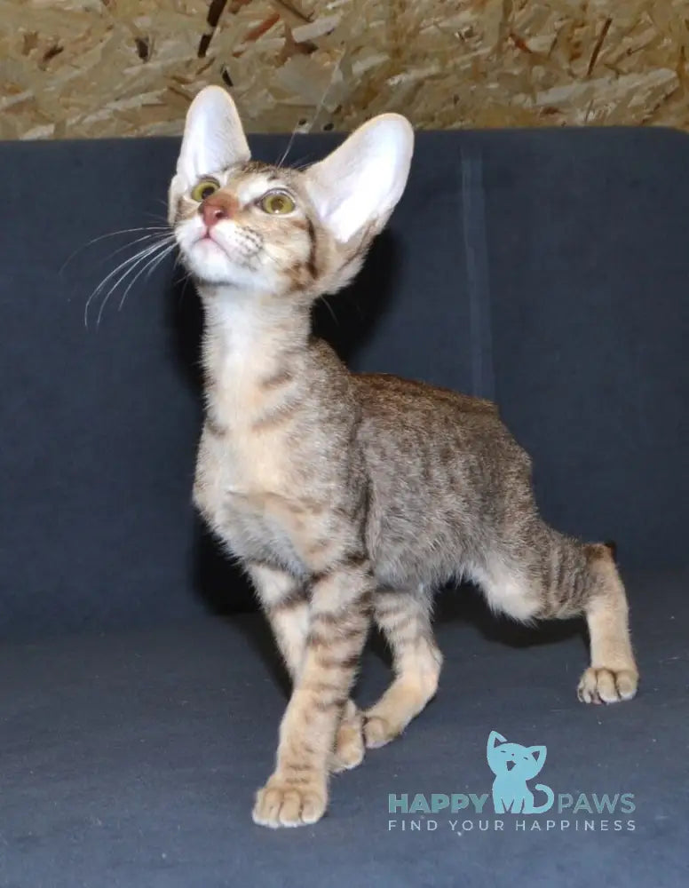 Honda Oriental Shorthair female chocolate spotted tabby live animals