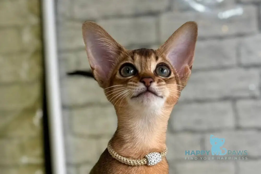 Honey Abyssinian female black live animals