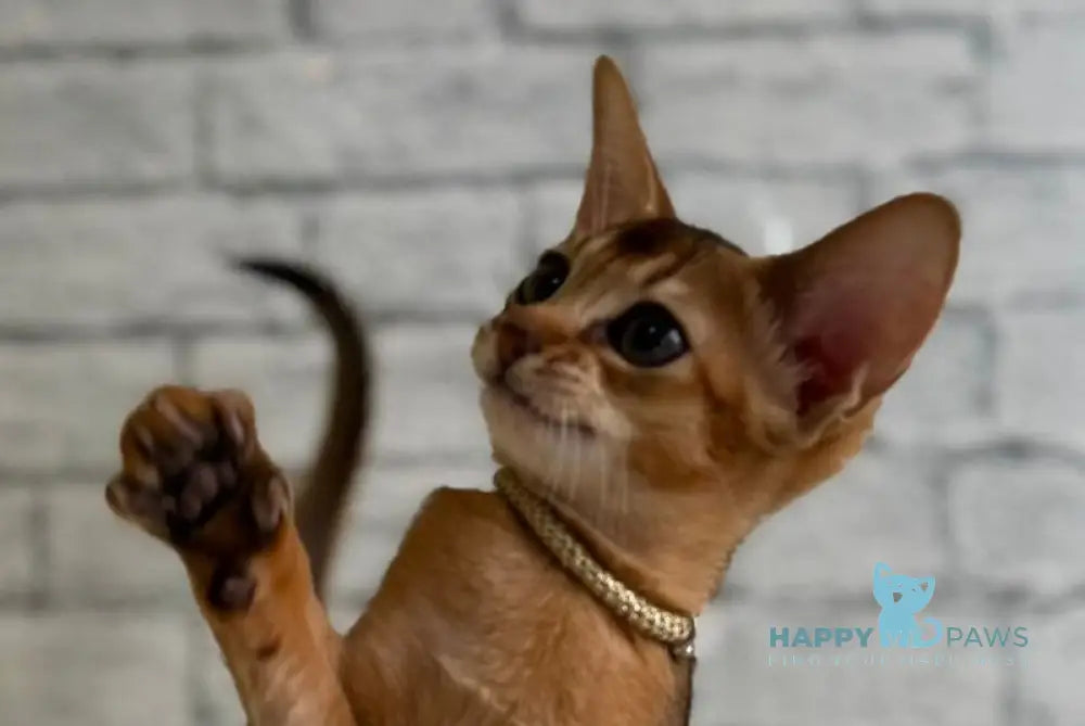 Honey Abyssinian female black live animals