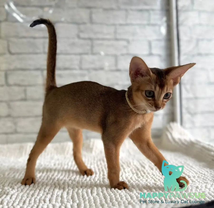 Honey Abyssinian female black live animals