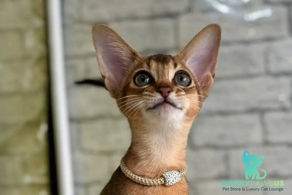 Honey Abyssinian female black live animals