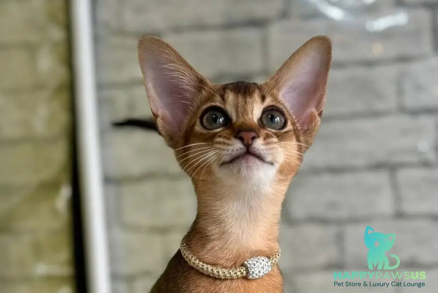 Honey Abyssinian female black live animals