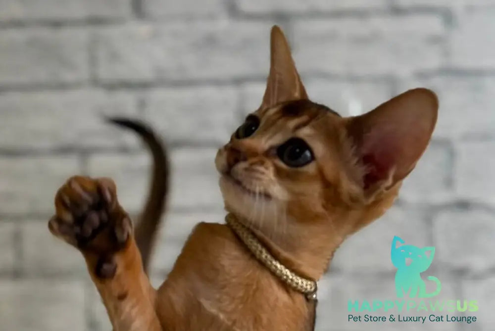 Honey Abyssinian female black live animals
