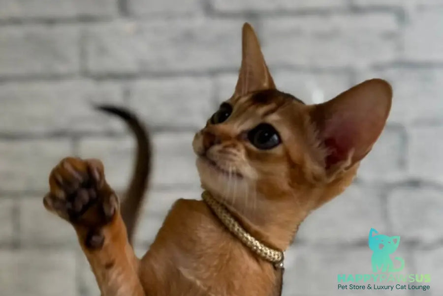 Honey Abyssinian female black live animals