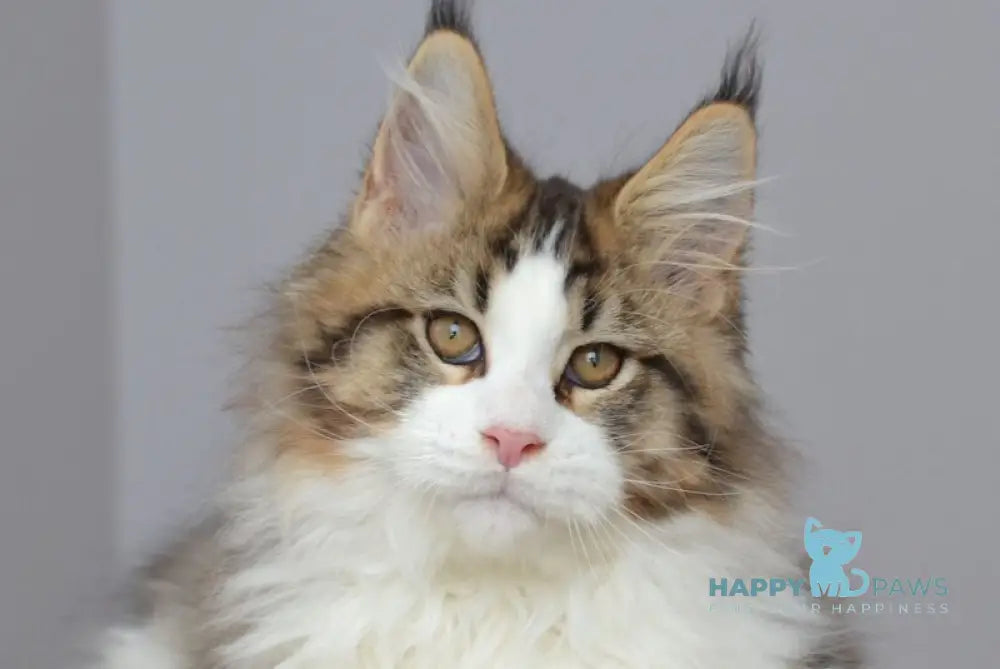 Honey Bear Maine Coon male black spotted tabby bicolour live animals