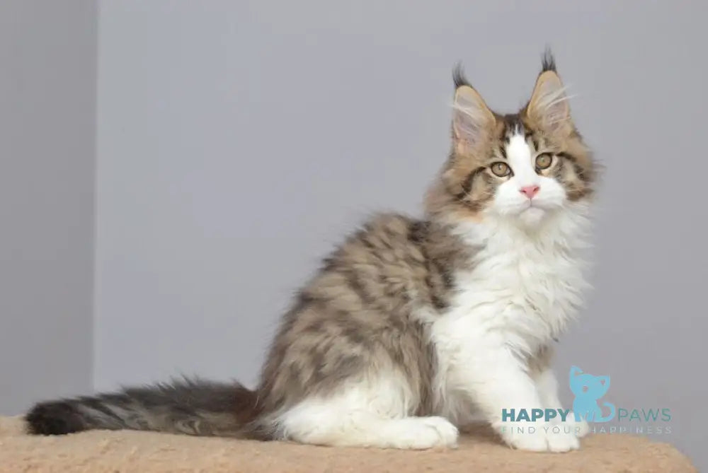 Honey Bear Maine Coon male black spotted tabby bicolour live animals