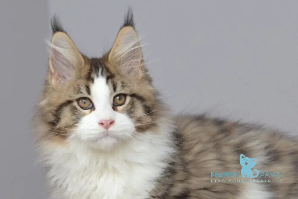 Honey Bear Maine Coon male black spotted tabby bicolour live animals