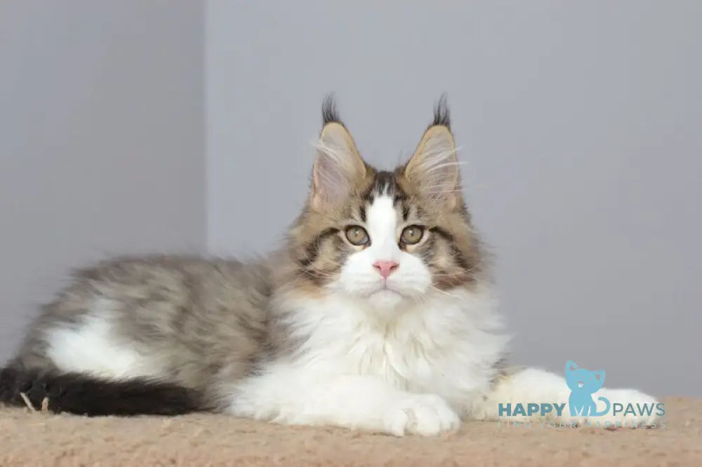 Honey Bear Maine Coon male black spotted tabby bicolour live animals