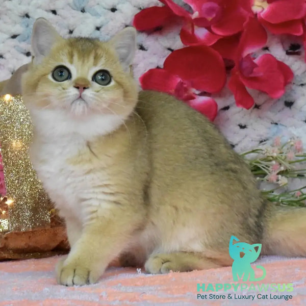 Honey British Shorthair female black golden shaded - live animals